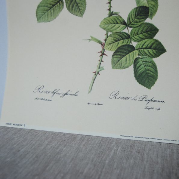 Ancienne affiche botanique Rosier des Parfumeurs